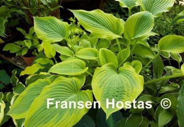 Hosta Royal Flush