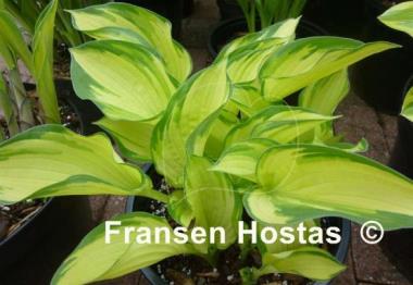Hosta Royal Golden Jubilee