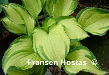 Hosta Royal Golden Jubilee