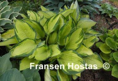 Hosta Royal Golden Jubilee