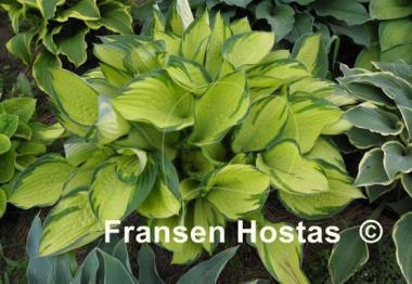 Hosta Royal Golden Jubilee