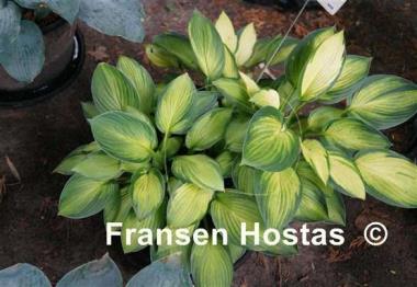 Hosta Royal Golden Jubilee