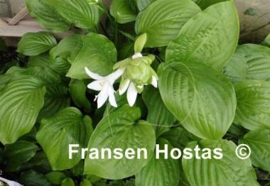 Hosta Royal Standard