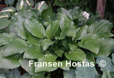 Hosta Royal Standard