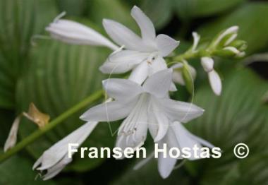 Hosta Royal Standard