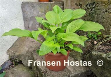 Hosta Royal Standard