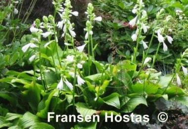 Hosta Royal Standard