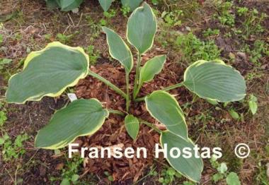 Hosta Royal Tapestry