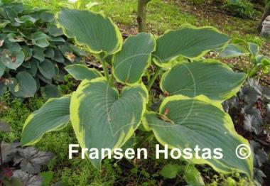 Hosta Royal Tapestry