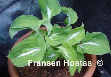 Hosta Royal Tiara