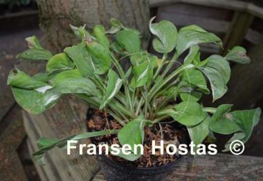 Hosta Royal Tiara