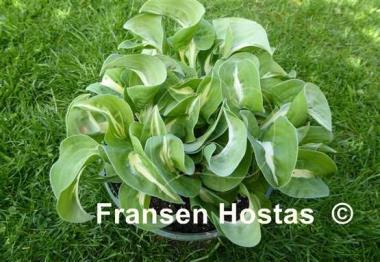Hosta Royal Tiara
