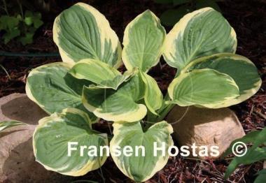 Hosta Royal Wedding