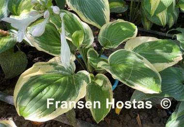 Hosta Royal Wedding