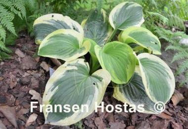 Hosta Royal Wedding