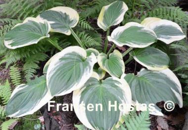 Hosta Royal Wedding