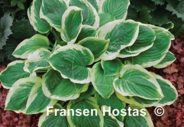 Hosta Royal Wedding