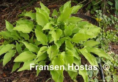 Hosta Royalty
