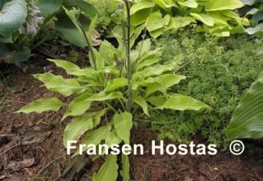 Hosta Royalty