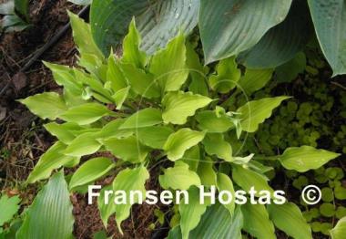 Hosta Royalty
