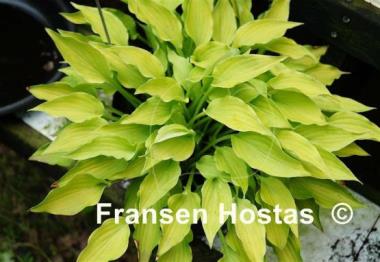 Hosta Royalty