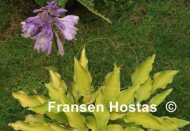 Hosta Royalty