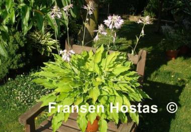 Hosta Royalty