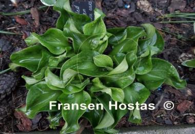 Hosta Ruffled Green Mouse Ears