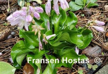 Hosta Ruffled Green Mouse Ears
