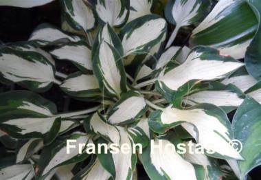 Hosta Ruffled Pole Mouse