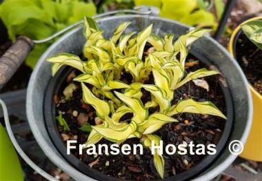 Hosta Ruffled Pole Mouse