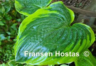Hosta Russell Lee