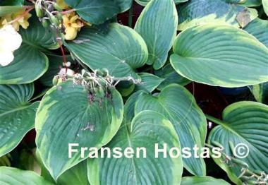 Hosta Russell Lee