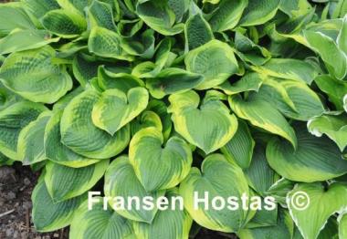 Hosta Russell Lee