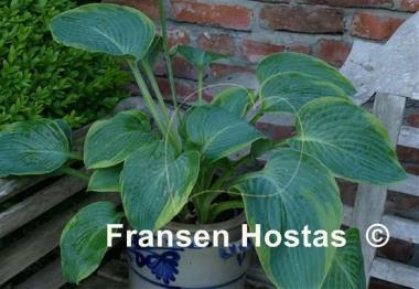 Hosta Russell Lee