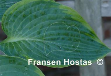 Hosta Russell Lee