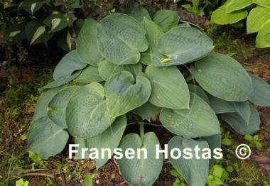 Hosta Ryan's Big One