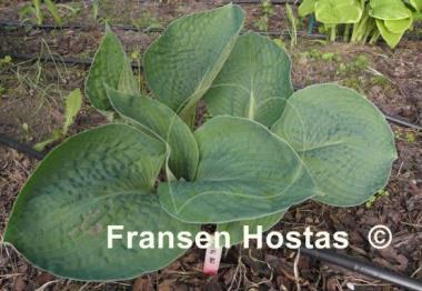 Hosta Ryan's Big One