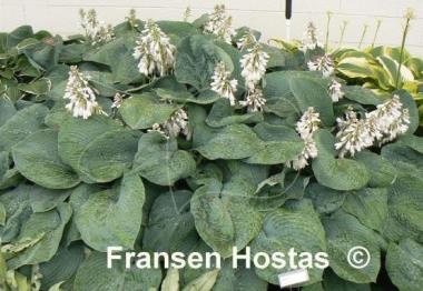 Hosta Ryan's Big One