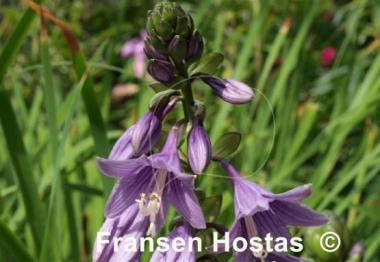 Hosta Aomori Gold Star
