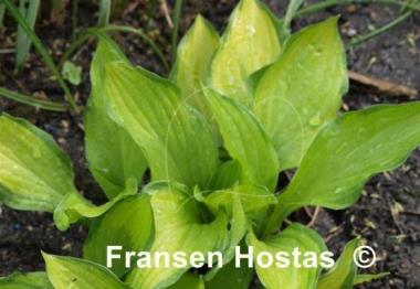 Hosta Aomori Gold Star