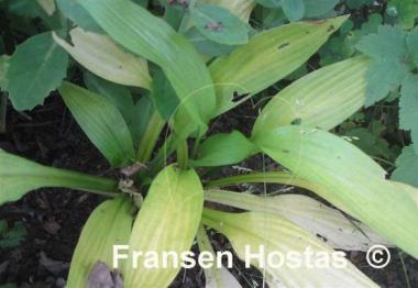 Hosta Aomori Gold