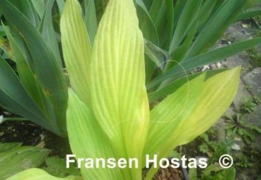 Hosta Aomori Gold