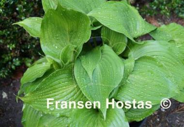 Hosta rupifraga 'Tetra'