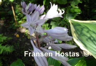 Hosta rupifraga