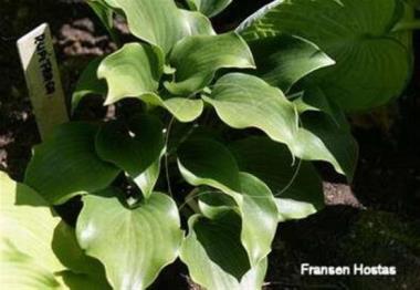 Hosta rupifraga