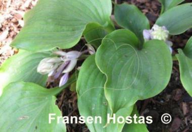Hosta rupifraga