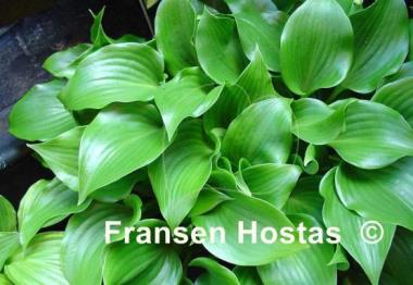 Hosta rupifraga