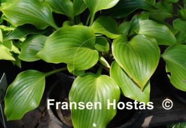 Hosta rupifraga