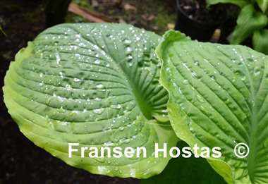 Hosta Sacramento